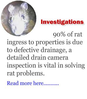 rat scratching manchester